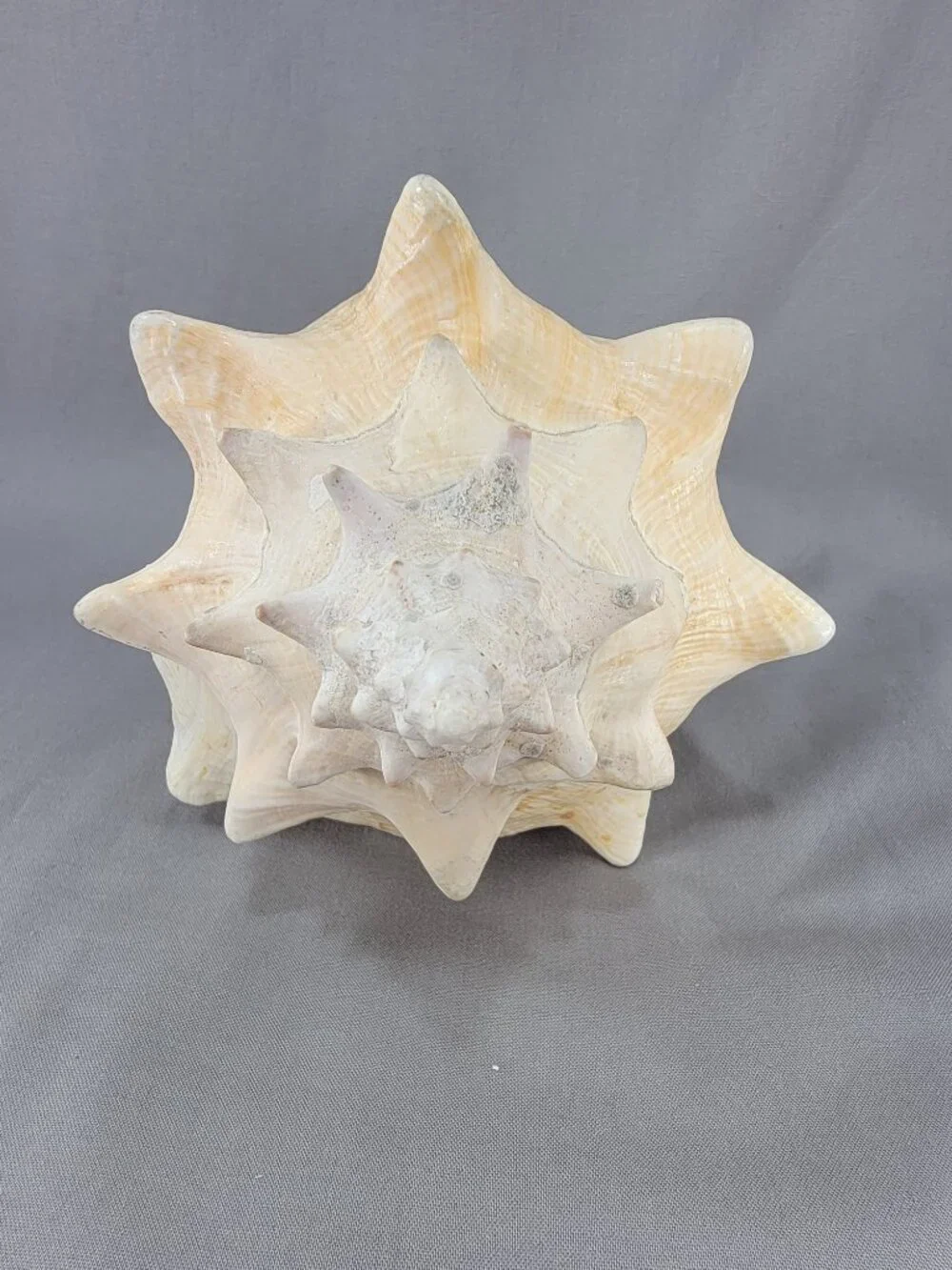 Vtg Natural Conch Seashell Shell Beach Nautical Home Decor Weathered Distressed